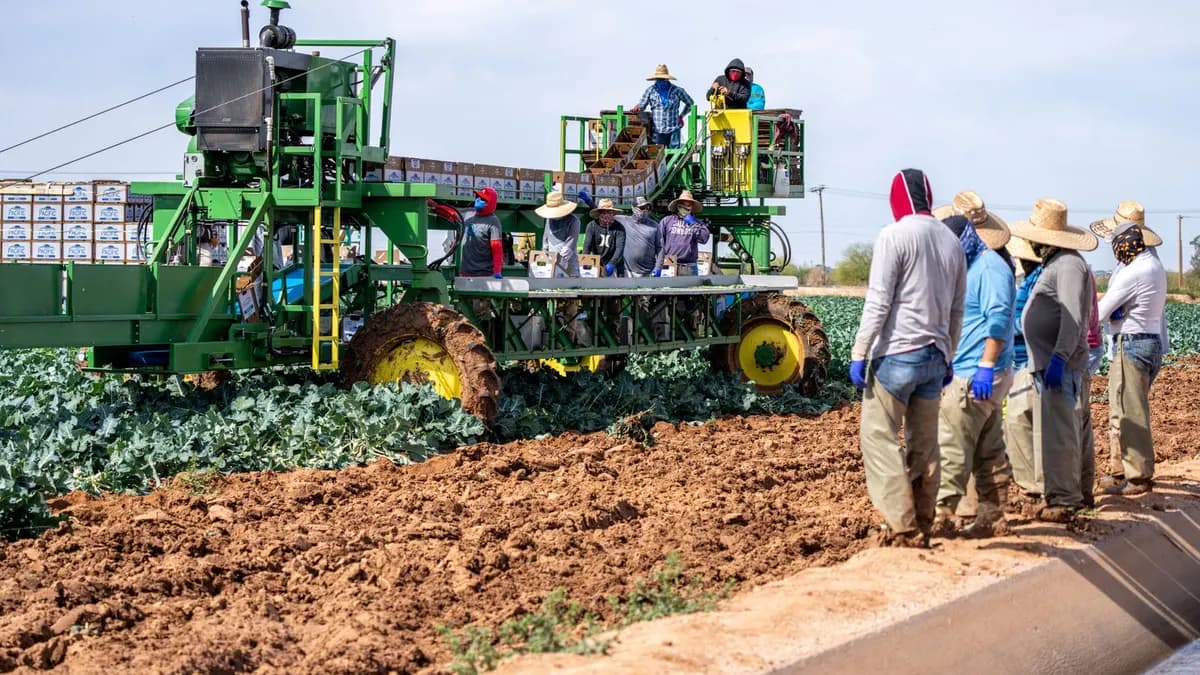 Farm workers harvesting produce in a field